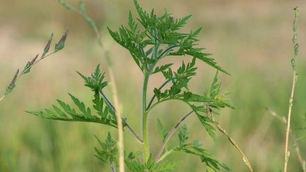 В Симферополе активно уничтожают амброзию