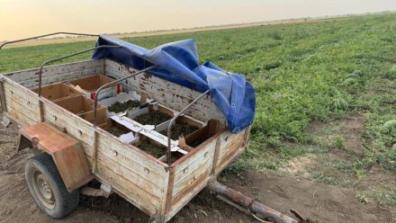 Жителя Кировского района, который выращивал коноплю среди бахчевых культур, осудили на 5 лет