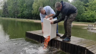 Новую партию декоративных рыбок выпустили в Гагаринском парке (ВИДЕО)