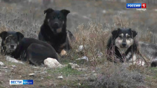 25% крымчан с собаками мечтают брать питомцев на работу