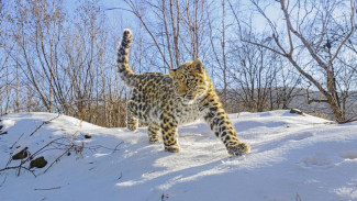 ВТБ поддержит программу сохранения исчезающих диких животных России