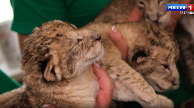 В Крыму спасли новорожденных львят, от которых отказалась львица