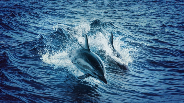 В Крыму предпринимают попытки понять, о чем говорят дельфины