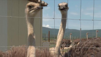 Туристическое страусиное ранчо планируют создать под Севастополем