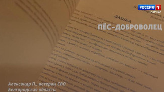 «Непридуманные истории»: рассказ под названием «Пёс-доброволец»