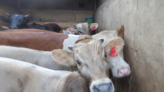 "Нелегальные" коровы пытались попасть на полуостров через Крымский мост 