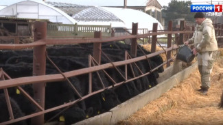Мраморную говядину начали производить на трёх фермах в Крыму 