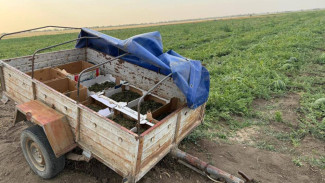 Житель Кировского района выращивал коноплю среди бахчевых культур