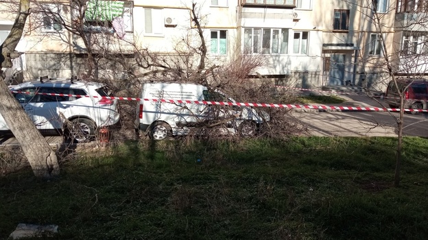 В Севастополе дерево упало на два автомобиля