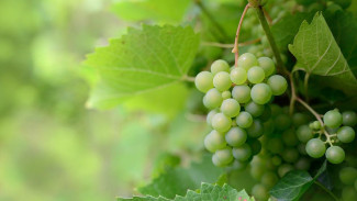 В Крыму возрождают селекцию саженцев винограда