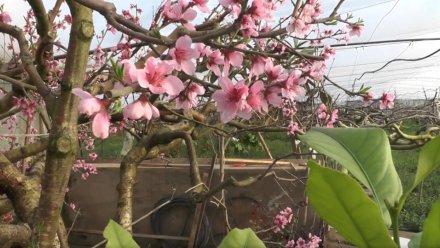 В Сакском районе зацвел первый персик в Крыму