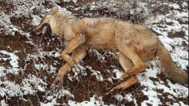 В Крыму застрелили волка, который терроризировал сельских жителей