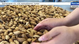 В Бахчисарайском районе запустили производство миндаля полного цикла: от сада до прилавка