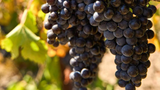 В Крыму подводят итоги сезона сбора винограда