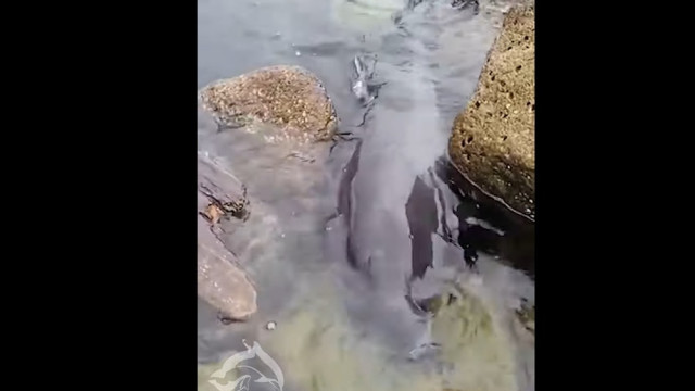 В Севастополе пытаются спасти больного дельфина, выбросившегося на берег 