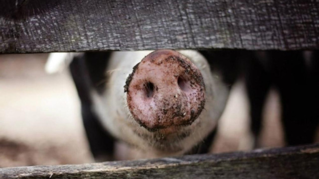 На ферме под Бахчисараем нашли африканскую чуму свиней