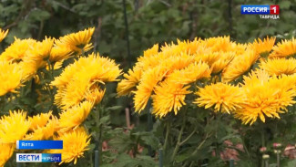 В Никитском ботаническом саду стартовал 72-й Бал хризантем