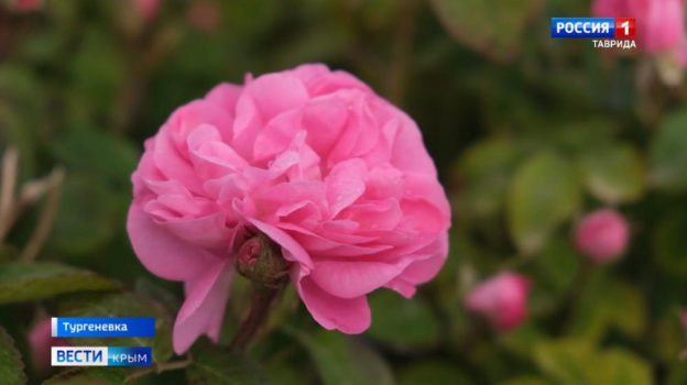 В Феодосии высадят около двух тысяч кустов роз