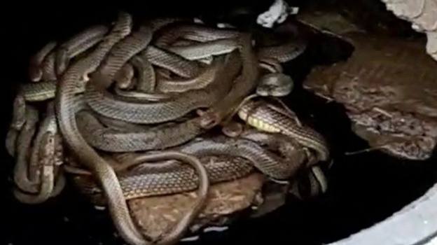 Змеиное гнездо обнаружили в канализации в крымском селе
