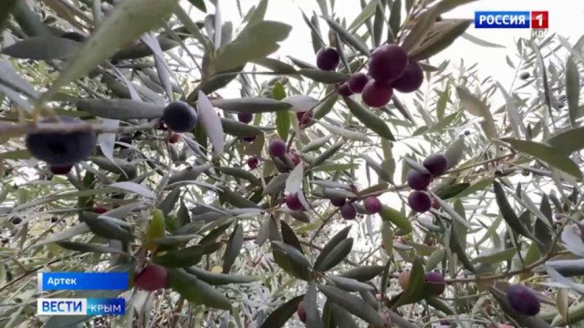 В Международном детском центре «Артек» прошёл оливковый фестиваль