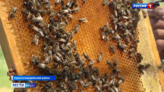 В этом году крымские фермеры планируют собрать более тысячи тонн мёда и побить прошлогодний рекорд в 1022 тонны