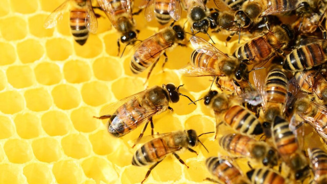 Более 1000 тонн мёда произвели в Крыму за год