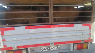 Из Астрахани в Крым пытались ввезти десятки овец без документов 