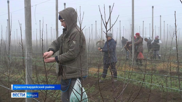 Высадку фруктовых деревьев завершают в Крыму