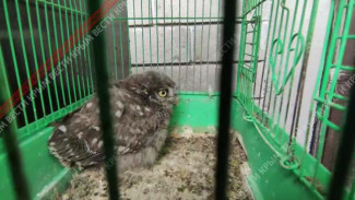 В Бахчисарайском парке миниатюр  выхаживают маленького сычонка
