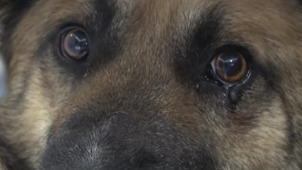 В Симферополе подросток пострадал от нападения бродячей собаки