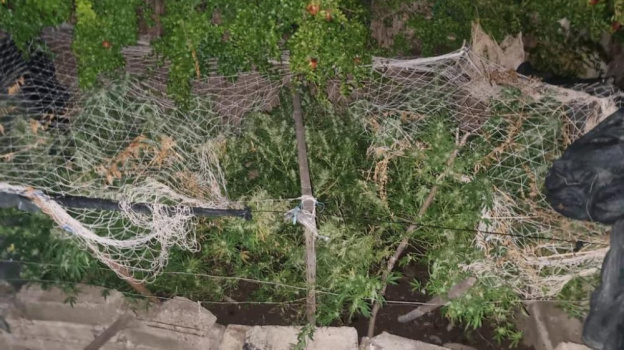 Житель Алушты привлечен к ответственности за культивирование марихуаны