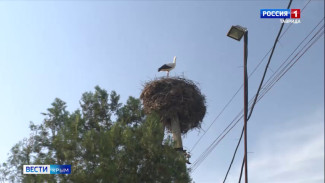 Последние несколько лет село Батальное Ленинского района становится приютом для белых аистов