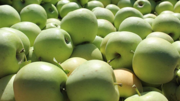 Осенние сорта яблок начали собирать в Крыму