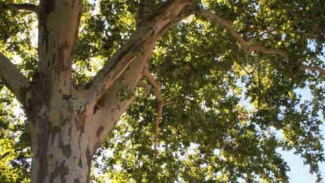 Учёные Севастополя пытаются спасти древний платан: возраст дерева более 200 лет