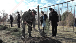 В Севастополе высадили кипарисы в память о погибших участниках СВО