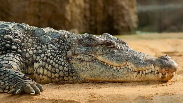 Крокодилы угрожают крымчанам в Азовском море