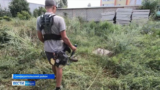 Миллионы рублей потратят на борьбу с амброзией в Симферопольском районе