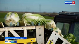 Крымские аграрии приступили к уборке пекинской капусты