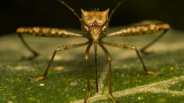 Учёный назвал причину нашествия комаров в Крыму