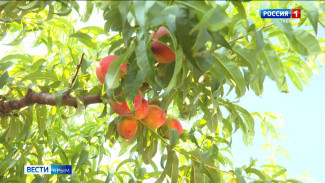 Урожай персиков собирают в Крыму