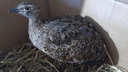 Крымчанин спас краснокнижную птицу