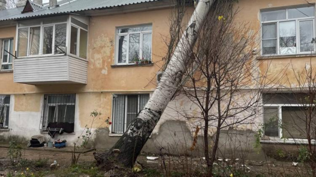 На крышу севастопольской многоэтажки рухнуло дерево