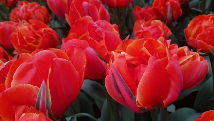 Крымчан приглашают выбрать Генерала Парада тюльпанов
