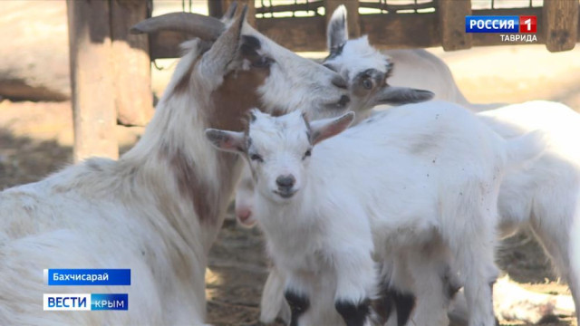 Сотня козлят и малыш макаки: в Бахчисарайском зоопарке весеннее пополнение