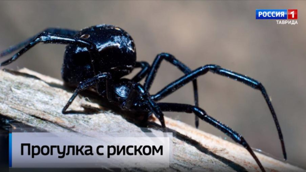 Что делать при укусе ядовитого паука, и в каких регионах Крыма они обитают