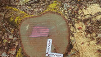 Более 70 деревьев незаконно срубили под Симферополем