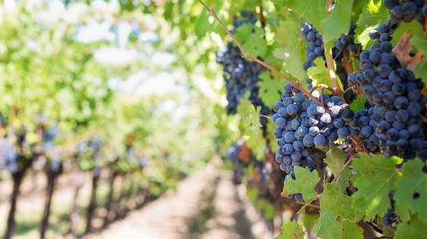 В Крыму площадь виноградников увеличилась на 115 гектаров