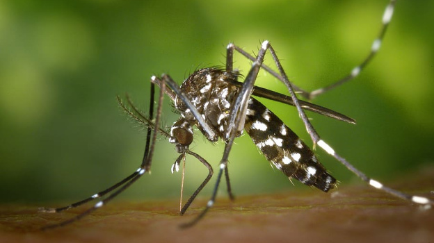 Личинки малярийных комаров обнаружены в 16 водоёмах Крыма