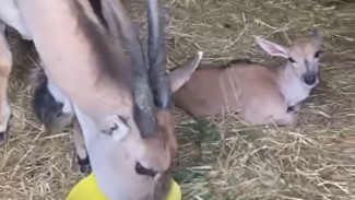 В Бахчисарайском парке миниатюр у пары антилоп родился детеныш 