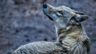 Волки уничтожили стадо баранов в Белогорском районе
